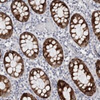 Anti-PWP2 antibody produced in rabbit HPA024573-100UL