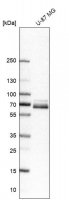 Anti-PXN antibody produced in rabbit 
