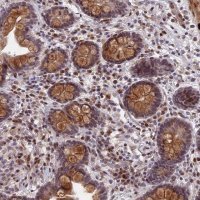Anti-PYGO1 antibody produced in rabbit 