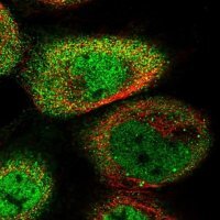 Anti-PYGO1 antibody produced in rabbit 