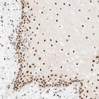 Anti-PYGO2 antibody produced in rabbit 