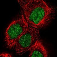 Anti-PYGO2 antibody produced in rabbit 