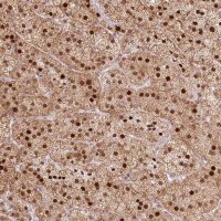 Anti-PYURF antibody produced in rabbit HPA036455-100UL
