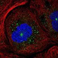 Anti-RAB11B antibody produced in rabbit 