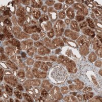 Anti-RAB11FIP3 antibody produced in rabbit
