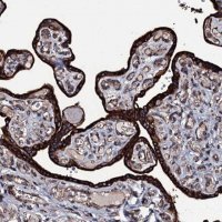 Anti-RAB12 antibody produced in rabbit 