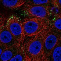 Anti-RAB3D antibody produced in rabbit 