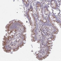 Anti-RAB6A antibody produced in rabbit HPA059131-100UL