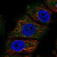 Anti-RABEP2 antibody produced in rabbit