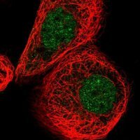 Anti-RABL3 antibody produced in rabbit 