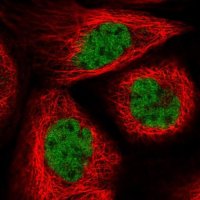 Anti-RANBP3 antibody produced in rabbit 