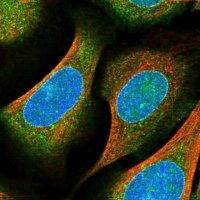 Anti-RAP1GAP2 antibody produced in rabbit HPA022896-100UL