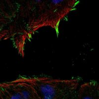 Anti-RAPGEF4 antibody produced in rabbit 