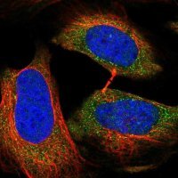 Anti-RAPGEF6 antibody produced in rabbit 