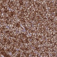 Anti-RASAL1 antibody produced in rabbit 