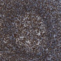 Anti-RBL2 antibody produced in rabbit 