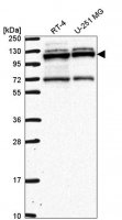Anti-RBM15 antibody produced in rabbit 