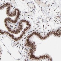 Anti-RBM22 antibody produced in rabbit 
