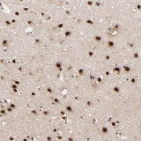 Anti-RBM22 antibody produced in rabbit 