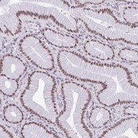 Anti-RBM7 antibody produced in rabbit 