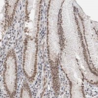 Anti-RBMX2 antibody produced in rabbit 