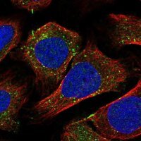 Anti-RBSN antibody produced in rabbit