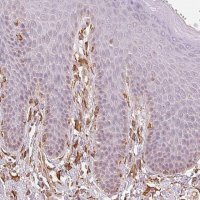 Anti-RCN3 antibody produced in rabbit 