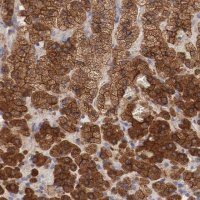 Anti-RDX antibody produced in rabbit HPA000263-100UL