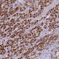 Anti-REEP4 antibody produced in rabbit 