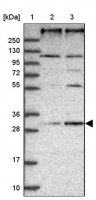 Anti-REEP4 antibody produced in rabbit 
