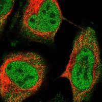 Anti-RELB antibody produced in rabbit 