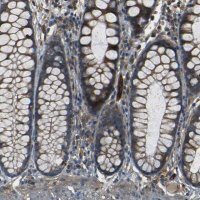Anti-RELL1 antibody produced in rabbit 