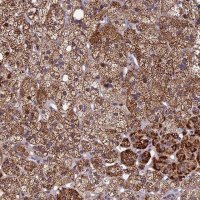 Anti-RERGL antibody produced in rabbit 