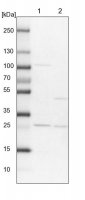 Anti-RERGL antibody produced in rabbit 