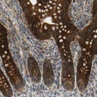Anti-RET antibody produced in rabbit 