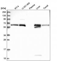 Anti-RETSAT antibody produced in rabbit 