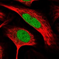 Anti-RFC2 antibody produced in rabbit HPA029493-100UL