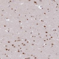 Anti-RFX1 antibody produced in rabbit 