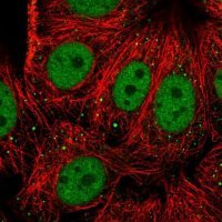 Anti-RFX1 antibody produced in rabbit 