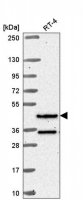 Anti-RFX8 antibody produced in rabbit 