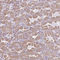Anti-RGS16 antibody produced in rabbit