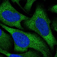 Anti-RGS16 antibody produced in rabbit