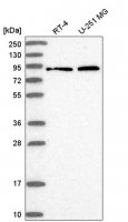 Anti-RHOBTB1 antibody produced in rabbit 
