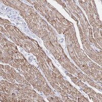 Anti-RHOBTB2 antibody produced in rabbit 