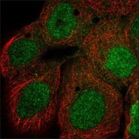 Anti-RHOD antibody produced in rabbit HPA024394-100UL
