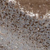 Anti-RHOT1 antibody produced in rabbit 