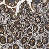 Anti-RHOT2 antibody produced in rabbit