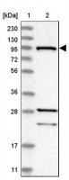 Anti-RIN1 antibody produced in rabbit 