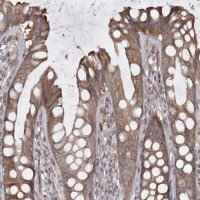 Anti-RIN2 antibody produced in rabbit 
