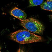 Anti-RIN2 antibody produced in rabbit 